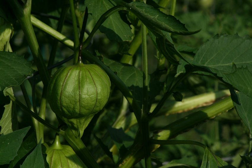 tomatillo, salsa verde, raw foods, recipes, s. conde, idols of the tribe