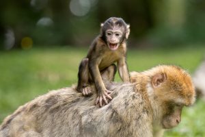 monkey brain, chattering, meditation, calm, idols of the tribe, the red speck, S. Conde, chakras