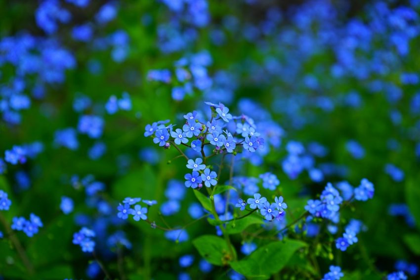 forget me nots, poetry, flowers, s. conde, the red speck, idols of the tribe