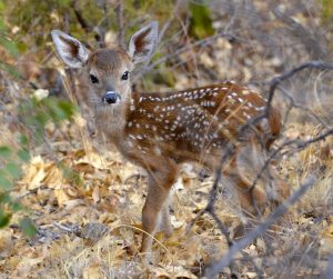 fawn, a baby deer, poetry, dream, idols of the tribe, s. conde, the red speck, spirituality