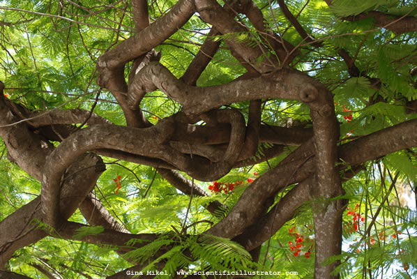 Gina Mikel, royal poinciana, a walk, idols of the tirbe, s. conde, the red speck, poetry