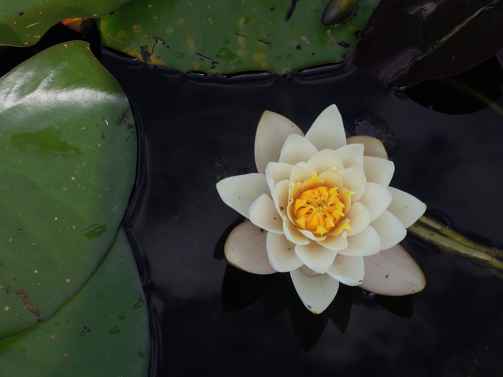 lotus, gratitude, the red speck, white lotus, pond, leaves, the red speck, idols of the tribe, s. conde
